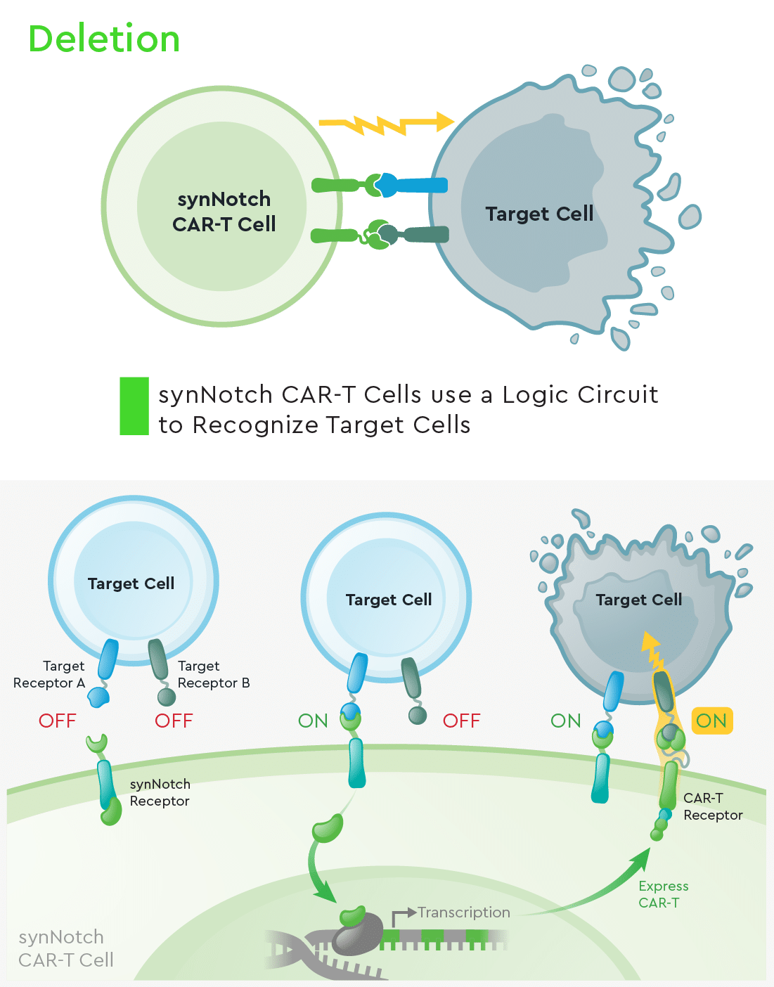 synNotch CAR-T Platform