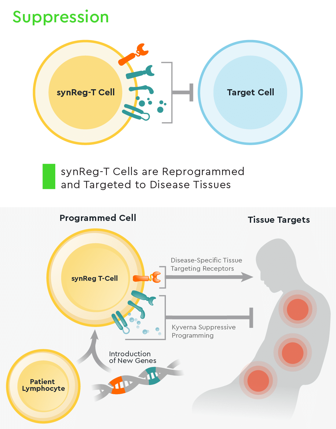 synReg-T™ cell Platform